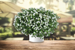 Danziger - Imperial plants - Scopia® Gulliver Compact White - Bacopa 