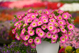 Danziger - Imperial plants - CAPELLA ™ Pink Morn- Petunia