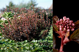 Kolster BV - Physocarpus Magical Sweet Cherry tea
