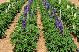 HM.CLAUSE - HM CLAUSE HOME GARDEN LUPIN