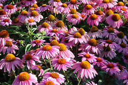 HM.CLAUSE - HM CLAUSE HOME GARDEN ECHINACEA FEELING PINK