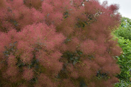 Walter Blom Plants B.V. - NEW Cotinus Magical Red Fountain