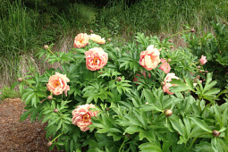 Walter Blom Plants B.V. - NEW Paeonia Itoh Garden Candy® Oompa Loompa