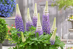 Walter Blom Plants B.V. - Lupin West Country Persian Slipper