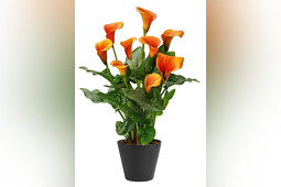 Van den Bos Flowerbulbs - Royal Dutch