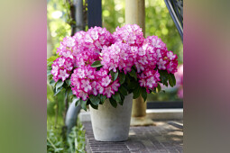 Hortibreed - Rhododendron XXL®: the original