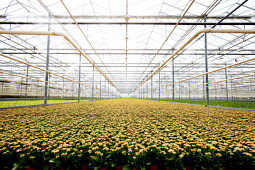 KP Holland - Rosalina Kalanchoe greenhouse