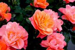 Meilland International - Sugar CANDY ROSE® Flowers ©