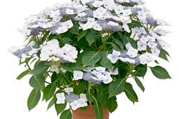 HOKO Breeding - Hydrangea Altair HOKO Breeding (pink)