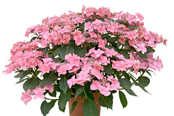 HOKO Breeding - Hydrangea Sirius HOKO Breeding (pink)