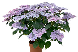 HOKO Breeding - Hydrangea Sirius HOKO Breeding (blue)