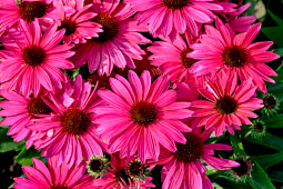 Vitroflora - Echinacea Pearl™ Magenta