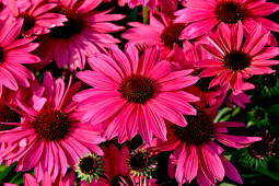 Vitroflora - Echinacea Pearl™ Magenta