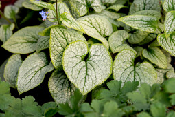 Vitroflora - Brunnera Little Heart