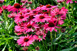 Vitroflora - Echinacea Pearl™ Magenta