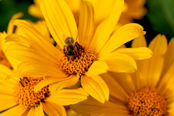 Vitroflora - Heliopsis Oriole™ Single Yellow