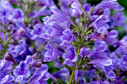 Vitroflora - Nepeta Blue Planet™