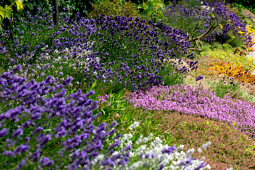 Vitroflora - Vitroflora Garden