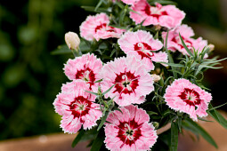 Hem Genetics - Dianthus chinensis F1 Diana Radiant Scarlet