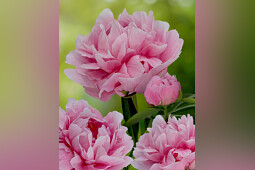 Green Works - Paeonia Early Flamingo® excl. Voor GW, eerste dubbel roze bloeiende pioen, GW breeding 