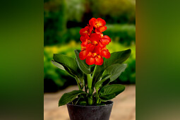 Green Works - GW canna series uit zaad, GW breeding