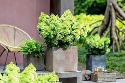 Agriom - Cloud Hydrangea Bloomulus Cirrus