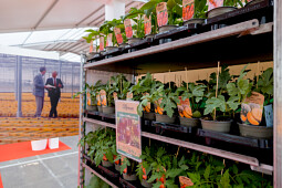 Beekenkamp Plants BV - Alfresco hobby vegetables