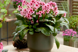 Walter Blom Plants B.V. - Bergenia Dark Damsel