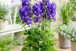 Walter Blom Plants B.V. - Delphinium Pixie Rocket™Neptune Rocket