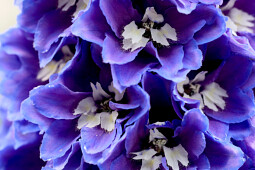 Walter Blom Plants B.V. - Delphinium Pixie Rocket™Sky Rocket