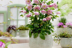 Walter Blom Plants B.V. - Helleborus orientalis Solar™Bride