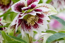 Walter Blom Plants B.V. - Helleborus orientalis Solar™Sashay