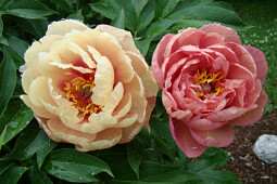 Walter Blom Plants B.V. - Paeonia Itoh Garden Candy® Peach-A-Licious