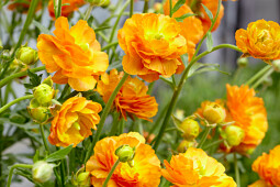 Walter Blom Plants B.V. - Ranunculus Rococo Orange