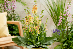 Walter Blom Plants B.V. - Verbascum Peach Champagne®