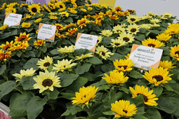 Evanthia - Helianthus Sunsation Collection