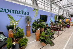 Evanthia - Tropical Seeds & Young Plants