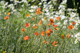 Plants for Europe - Geum Totally Tangerine 