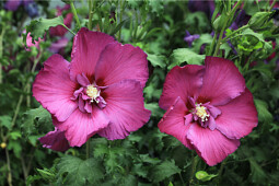 Plants for Europe - Hibiscus Walberton’s® Lunar® Rhapsody