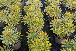 Plants for Europe - Euphorbia martinii Ascot Rainbow