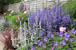 Plants for Europe - Nepeta grandiflora Summer Magic