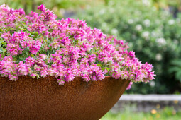 Plants for Europe - Origanum hybrid Bellissimo (SOLFERINO)