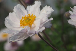 Plants for Europe - Anemone hybrid Frilly Knickers (FP007)