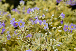 Plants for Europe - Polemonium Golden feathers 