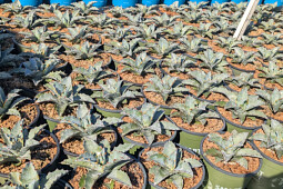 Plants for Europe - Agave Sierra Azul 