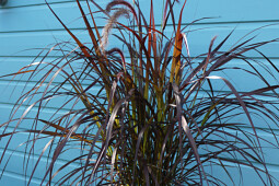 Plants for Europe - Pennisetum advena Chelsea 