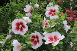 Plants for Europe - Hibiscus Walberton’s® Lunar® Flare