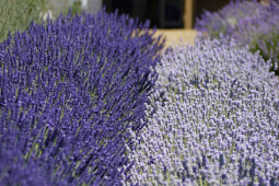 Plants for Europe - Lavandula Olympia and Lavandula Blue Ice