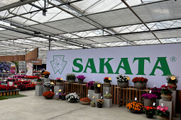 Sakata - Novelties display