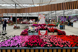 Sakata - SunPatiens® Compact and Vigourous